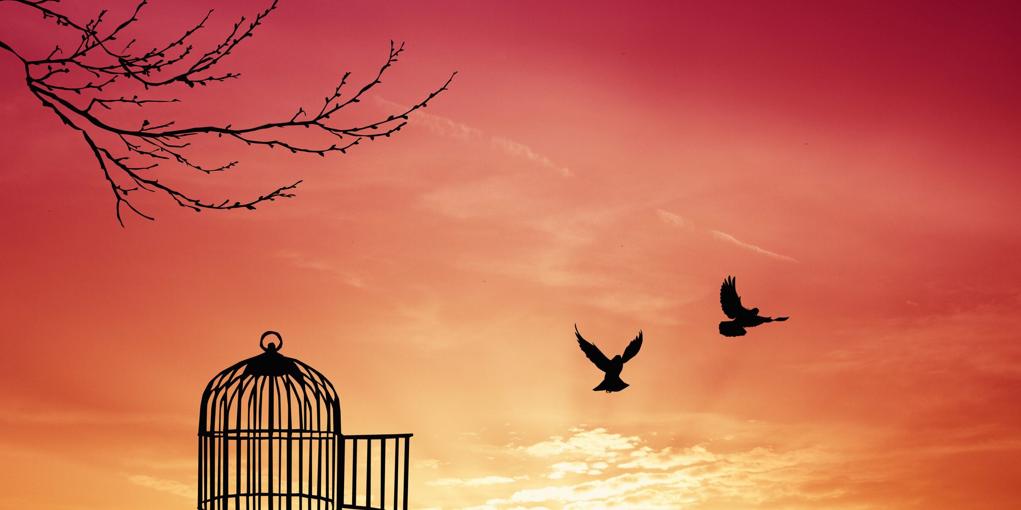 Bird cage silhouette